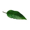 Capsicum Annuum Leaf Extract
