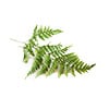 Wintergreen Fern