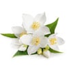 Jasmine Flower Oil (Jasminum Officinale)