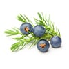 Juniper Berry Fuirt Oil (Juniperus Communis)
