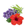 Lavender & Hibiscus