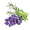 Lavender (Lavandula, Angustifoli Flower Extract) & Rosemary (Rosemary Officinalis Leaf Extract)