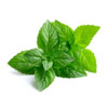 Peppermint Extract (Mentha Piperita)