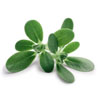 Purslane (Portulaca Oleracea Extract)