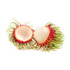 Rambutan Extract