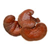 Reishi Extract (Ganoderma Lucidum Extract)