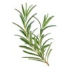 Rosemary Leaf Extract